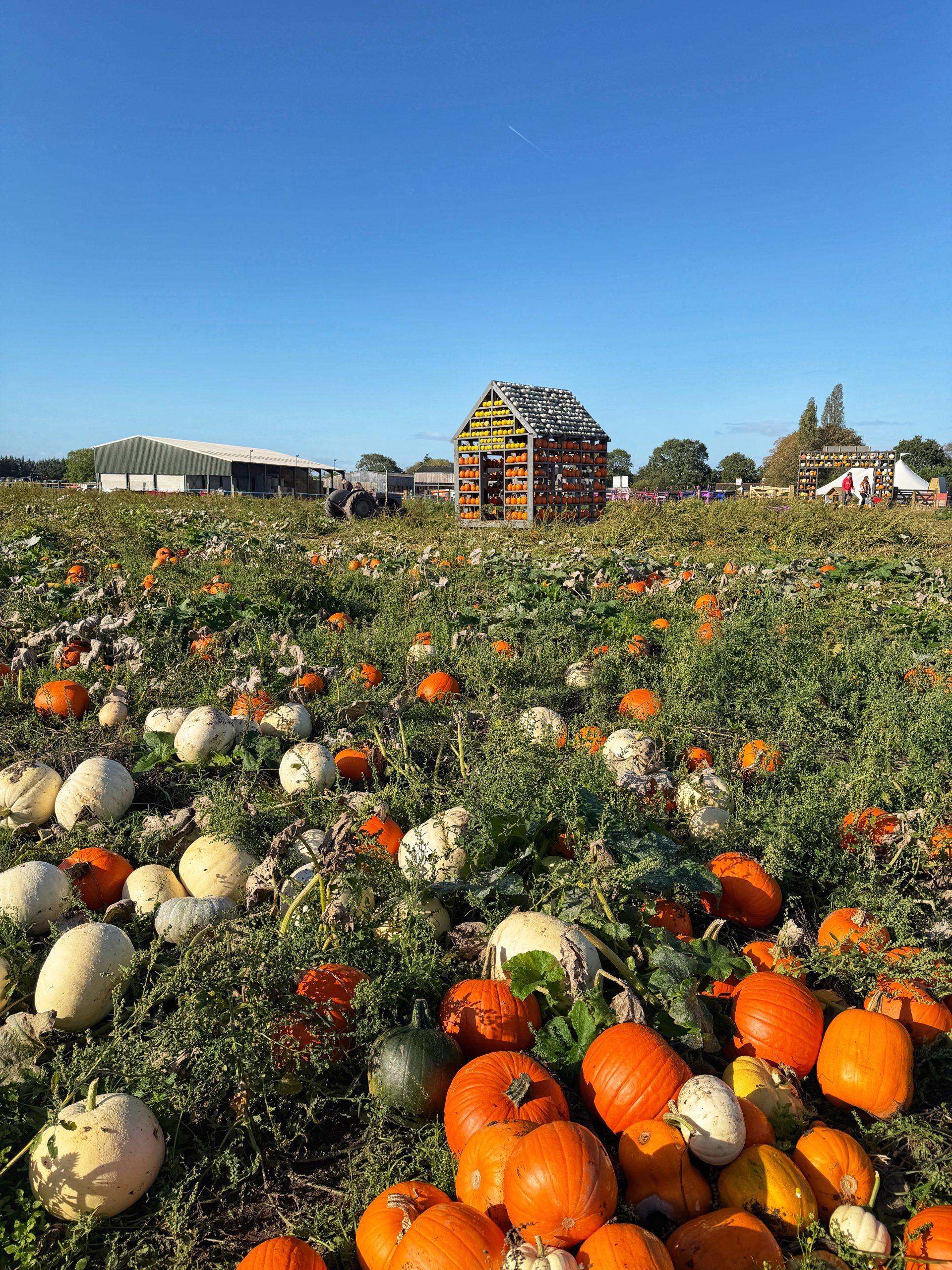 Popular pumpkin patch attraction Bates Farm describes 'catastrophic' impact of Storm Boelo