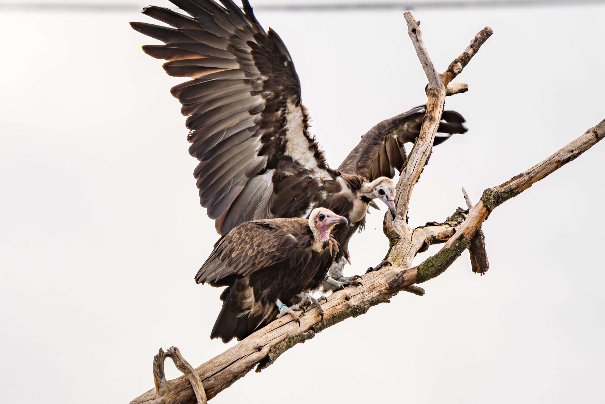 Chester Zoo welcomes The Traitors stars Claudia and Alan - and they're vultures