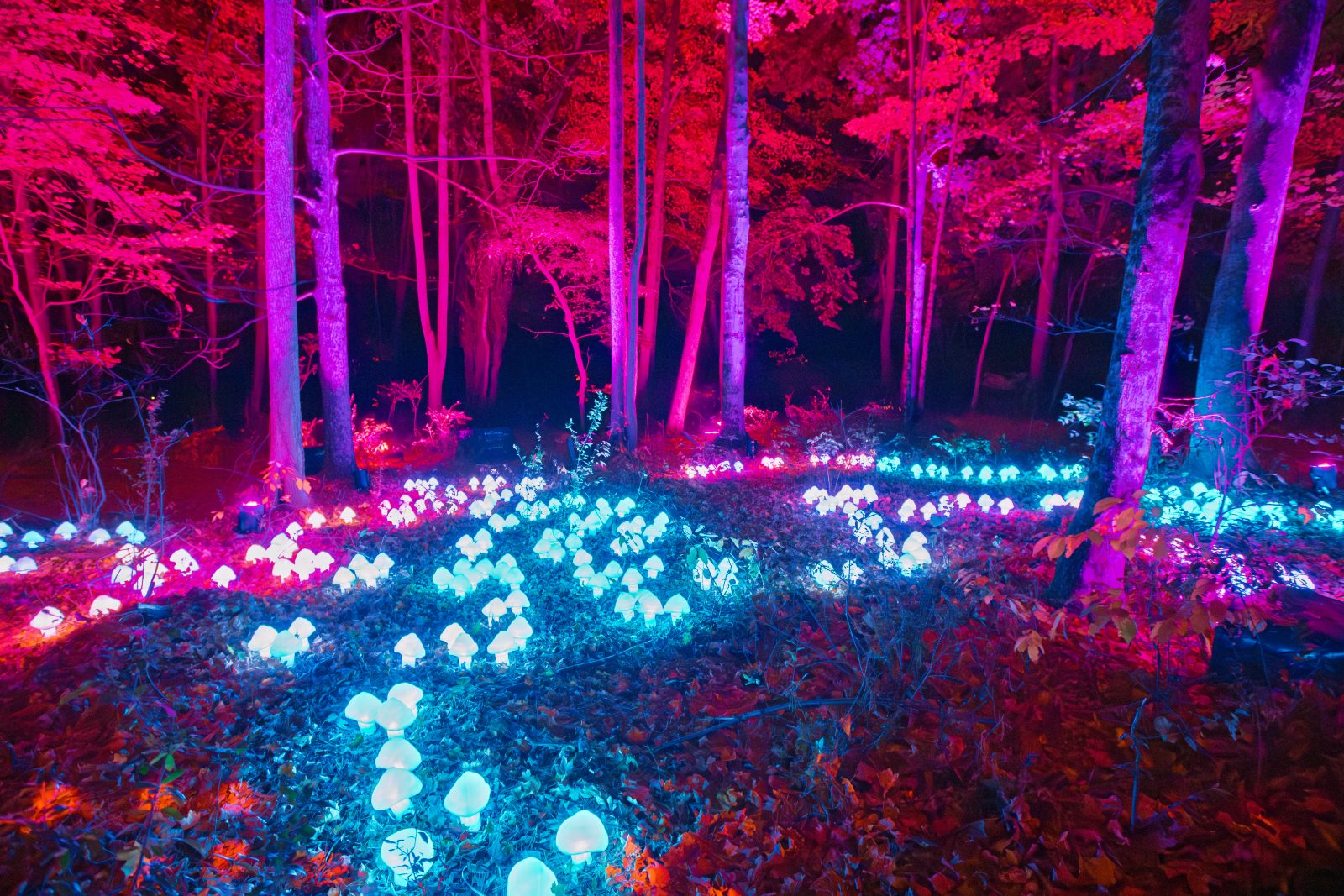 The forest will be filled with enchanting light installations