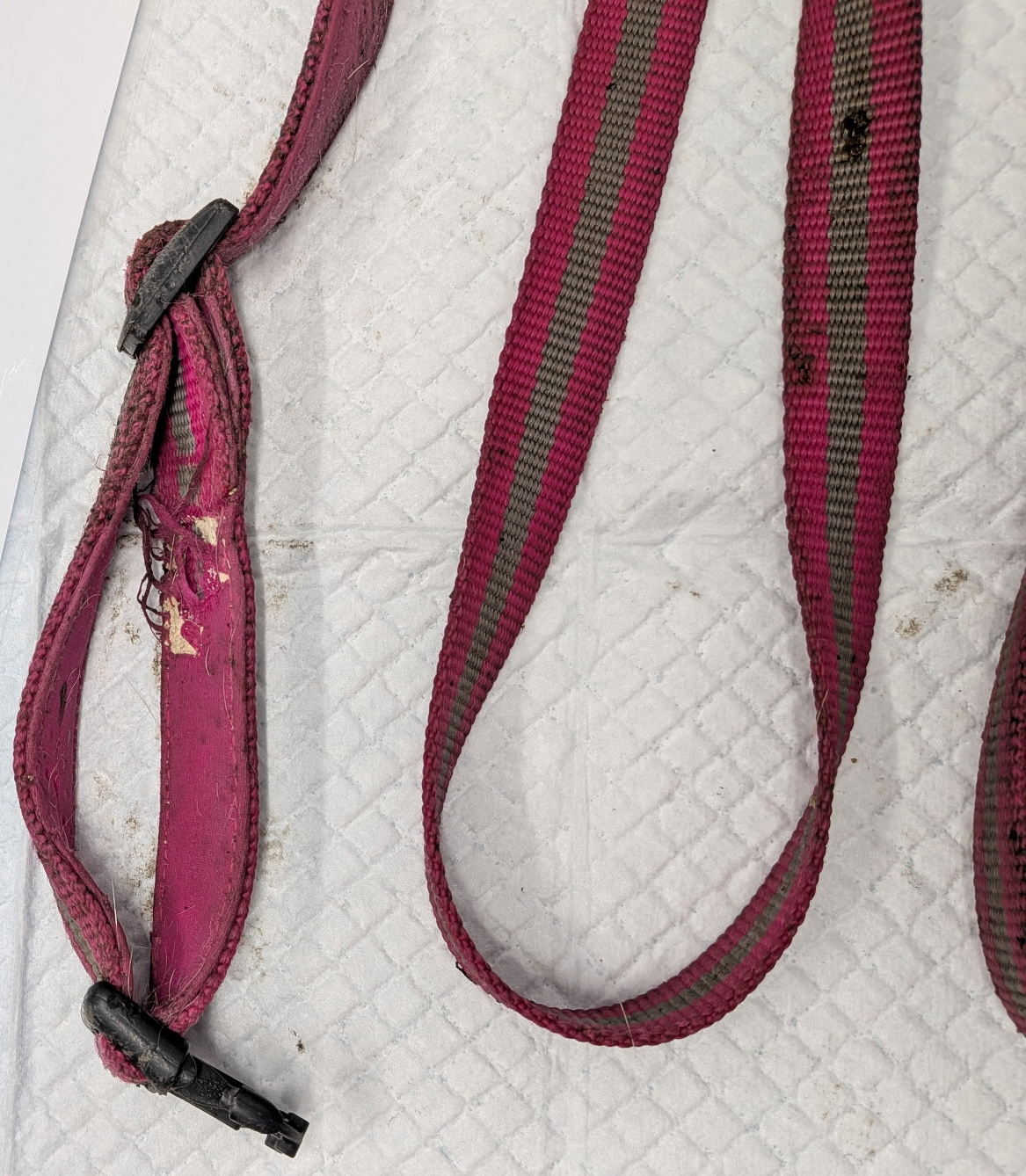The harness and lead the French bulldog was found wearing in the canal. Credit: RSPCA